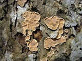 Aleurodiscus oakesii image