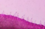 Pluteus petasatus image