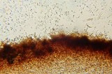 Xeromphalina tenuipes image