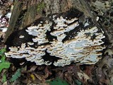 Antrodia serialiformis image