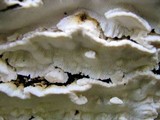 Antrodia serialiformis image