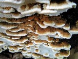 Antrodia serialiformis image