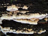 Antrodia serialiformis image
