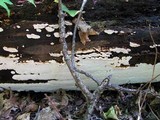 Antrodia serialiformis image