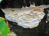 Antrodia serialiformis image