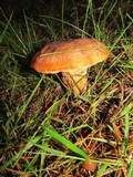 Suillus caerulescens image