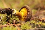 Phylloporus rhodoxanthus image