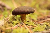 Phylloporus rhodoxanthus image