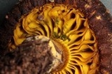 Phylloporus rhodoxanthus image