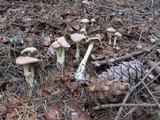 Gymnopus peronatus image