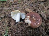 Russula placita image