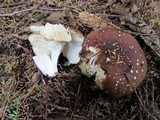 Russula placita image