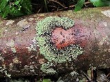 Menegazzia subsimilis image