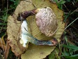 Boletus chrysenteron image