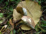 Boletus chrysenteron image