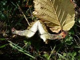 Boletus chrysenteron image