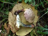 Boletus chrysenteron image