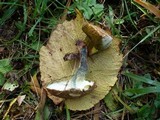 Boletus chrysenteron image