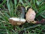 Boletus chrysenteron image