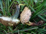 Boletus chrysenteron image