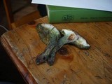 Boletus chrysenteron image