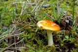 Amanita xanthocephala image