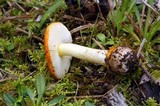 Amanita xanthocephala image