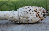 Amanita cokeri image