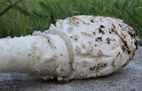 Amanita cokeri image