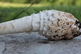 Amanita cokeri image