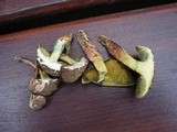 Boletus cisalpinus image