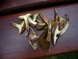 Boletus cisalpinus image