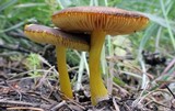 Pluteus romellii image