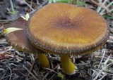 Pluteus romellii image