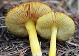 Pluteus romellii image