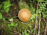 Leccinum pseudoscabrum image