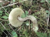 Leccinum pseudoscabrum image