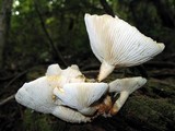 Neolentinus lepideus image