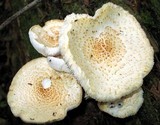 Neolentinus lepideus image