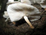 Lentinula boryana image