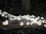 Lentinula boryana image