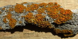 Xanthomendoza montana image
