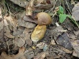 Aureoboletus moravicus image