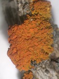 Xanthomendoza montana image