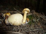 Pseudoboletus parasiticus image