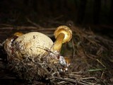Pseudoboletus parasiticus image