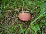 Boletus rubellus image