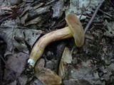 Boletus subtomentosus image