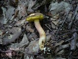 Boletus subtomentosus image