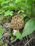 Morchella americana image